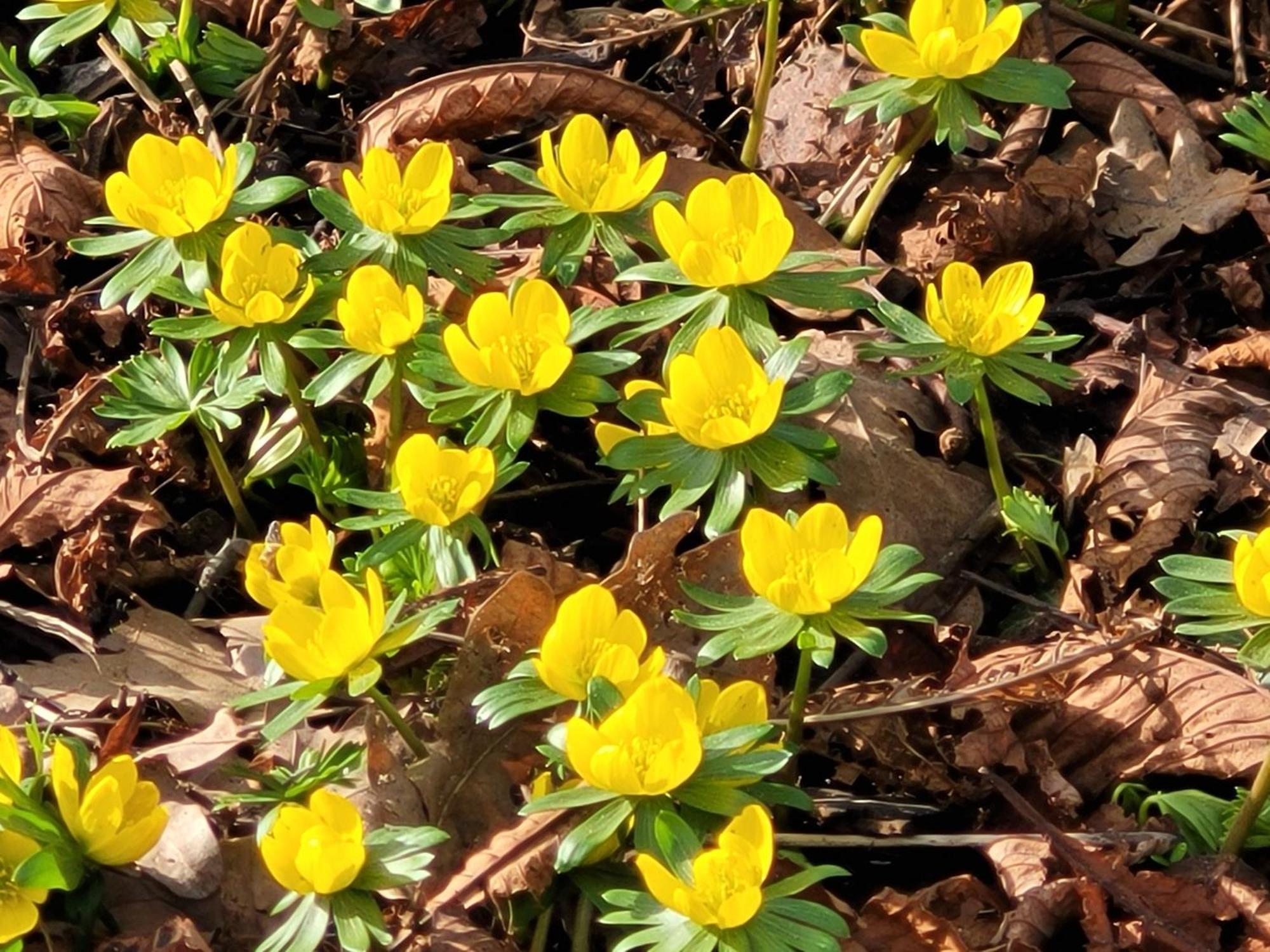 Blick In Den Garten Holzschlag المظهر الخارجي الصورة