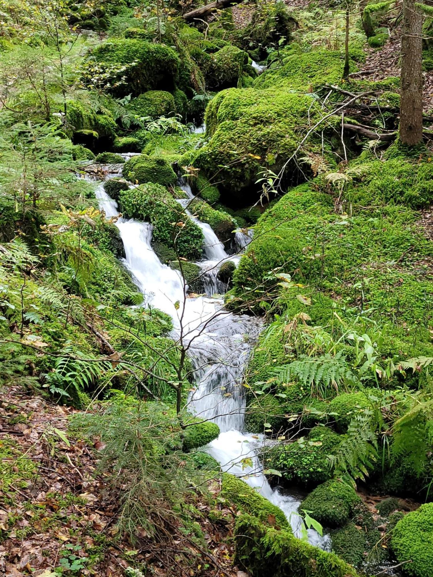 Blick In Den Garten Holzschlag المظهر الخارجي الصورة